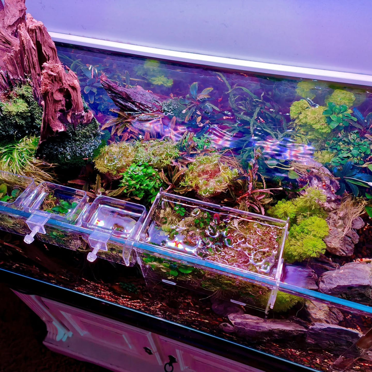 Instagram објава од @aquascapebarendrecht