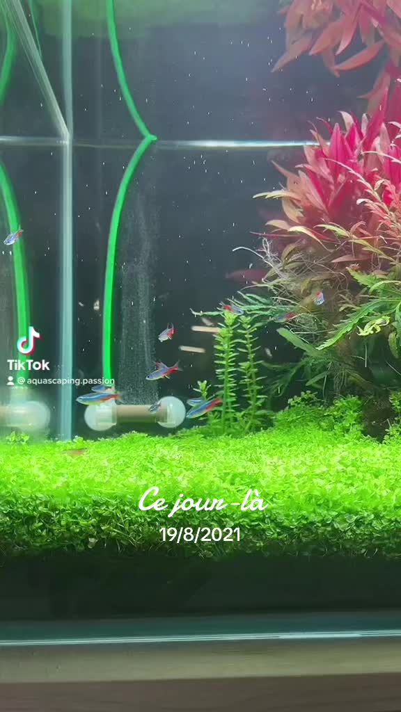 TikTok видео од @aquascaping.passion