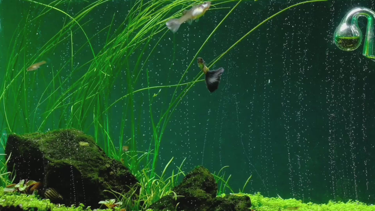 Учитај видео: The most advanced CO2 systems for planted aquariums: dual-stage regulators, diffusers and complete kits